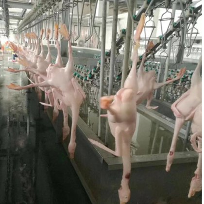 用于家禽加工厂屠宰场的鸡爪加工设备剥皮机