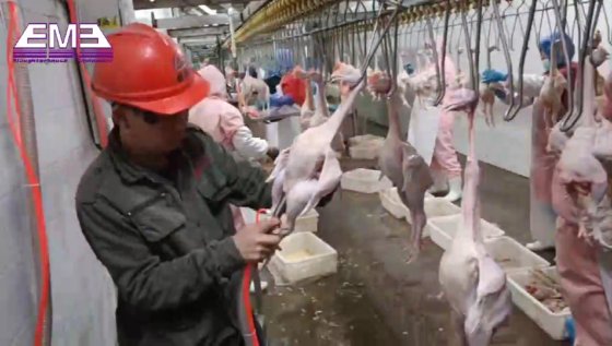 用于家禽设备的家禽/鸡屠体切割机 屠宰设备