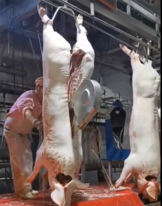 专业设计制造肉类加工解决方案 牛羊猪屠宰场屠宰设备