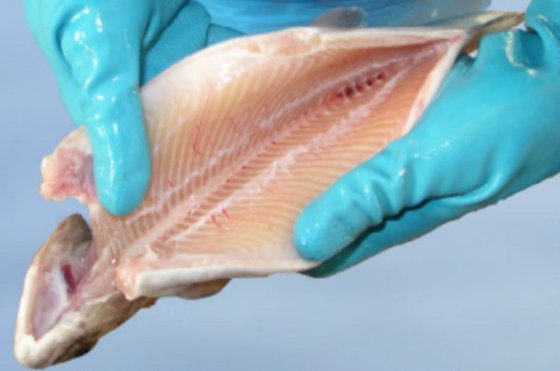 Boleto, 鱼类屠宰设备 - 新