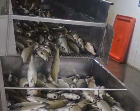 Boleto, 鱼类屠宰设备 - 新