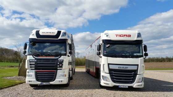 デンマーク種牛