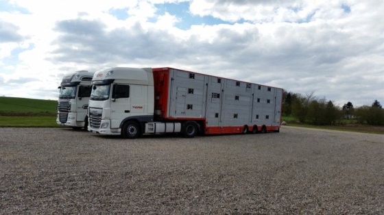 Gado de raça dinamarquesa