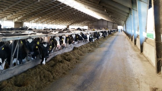 デンマーク種牛