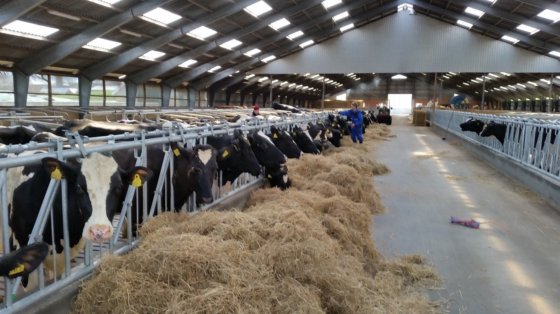 デンマーク種牛