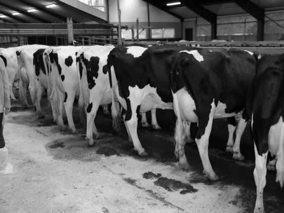 デンマーク種牛