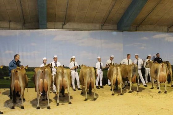 デンマーク種牛