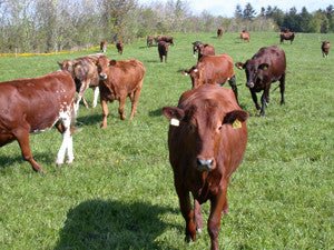 デンマーク種牛