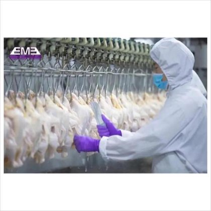 鸡屠宰设备生产线设计 用于家禽屠宰的剜鸡机