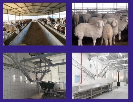 质优价廉的蹄式液压剪切机 屠宰场肉类加工机械 屠宰场屠宰设备