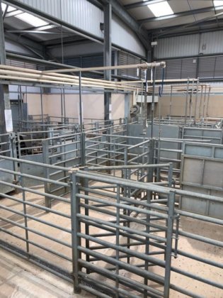 現代の多種動物屠殺場の全内容