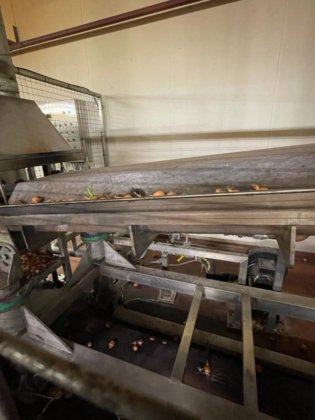 烧煮剥皮线用于腌制洋葱