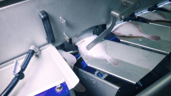 FFG Scholstripmachine