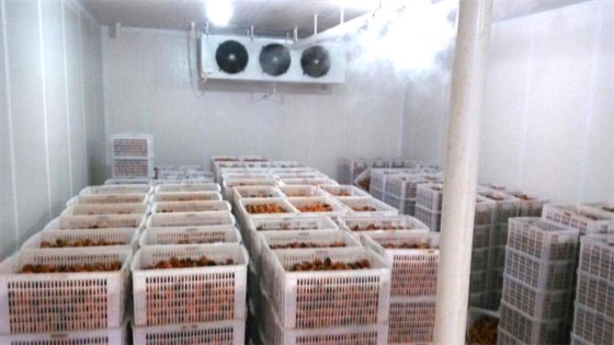 CBFI VCR 系列果蔬冷藏室