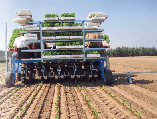 Transplante Hortech PRACTICA