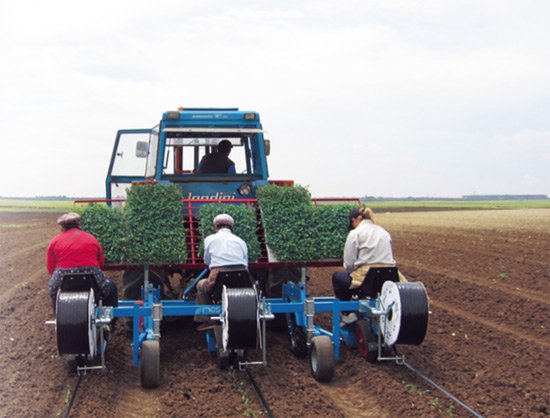 Transplante Hortech PRACTICA