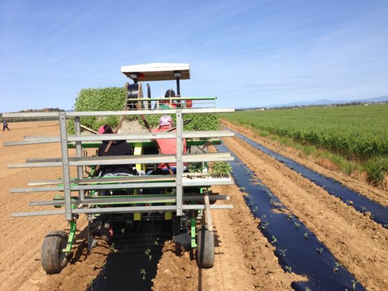 Hortech OVER + OVER PLUS