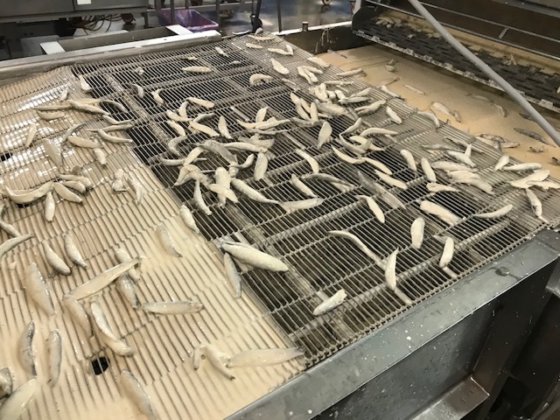 科普斯900毫米上浆和面包机