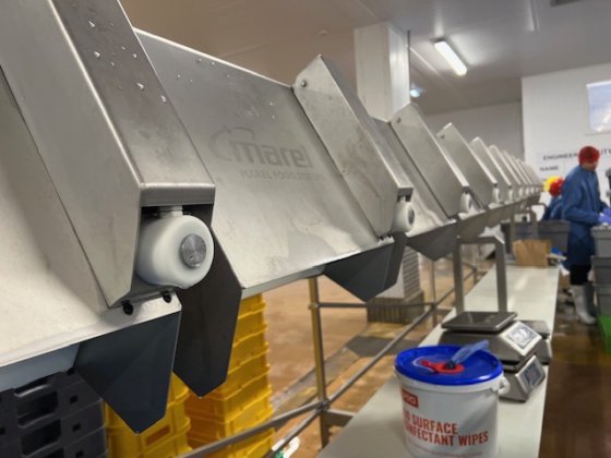 2008 Marel 12ステーショングレーダーライン