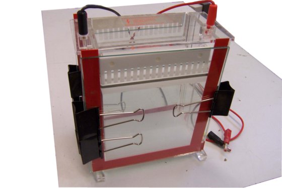 レンナー電気泳動チャンバー