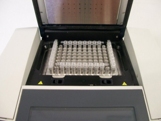 ペクラブ プリムス 96 アドバンスド