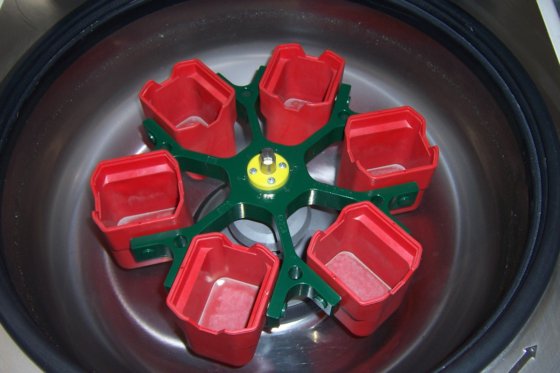 ヘッティヒ ロティクサ AP