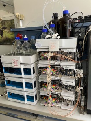 クナウアー アズラ