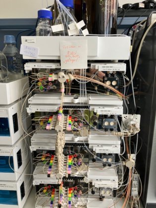 クナウアー アズラ