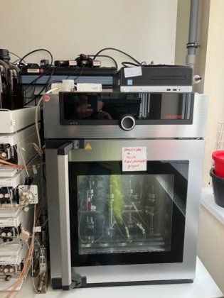 クナウアー アズラ