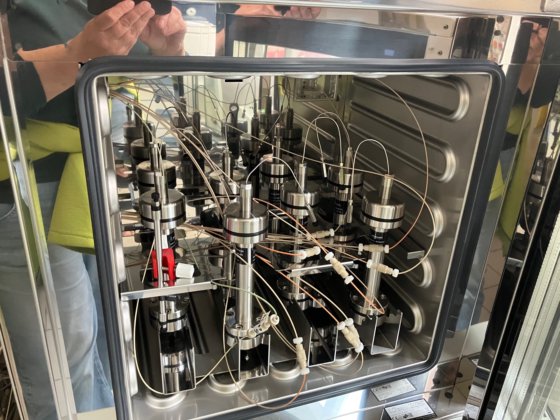 クナウアー アズラ