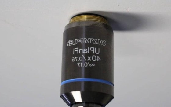 奥林巴斯BX41TF透射光荧光显微镜