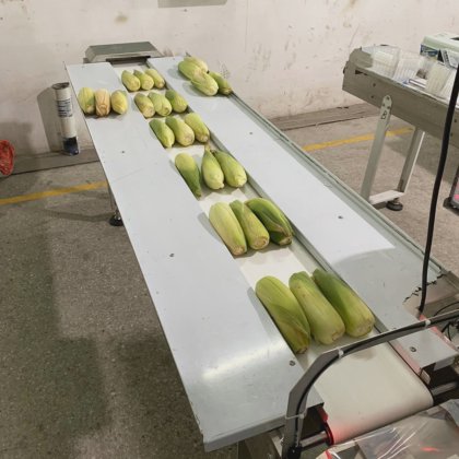 自動果物野菜多機能きゅうりトウモロコシキャベツ包装機