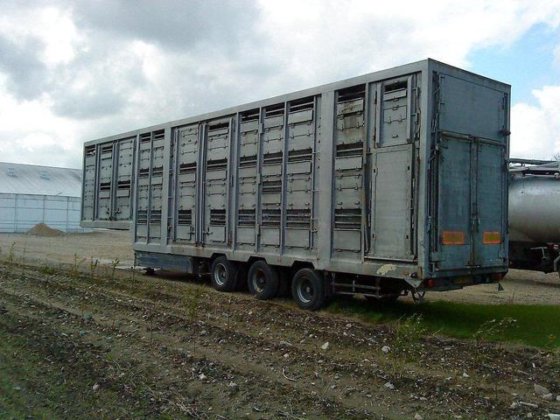 1993 Pezzaioli 3 stock. schweine