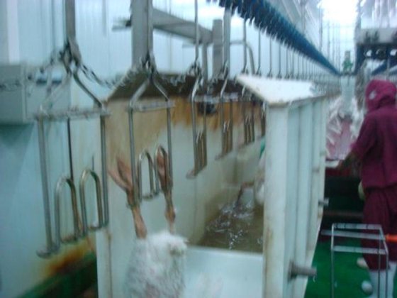 用于屠宰场鸡肉加工的全自动小型屠宰场设备活禽去毛机