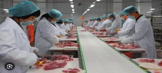 全新定制设计 工厂价自动屠宰机 肉类去骨皮带输送机 屠宰场设备