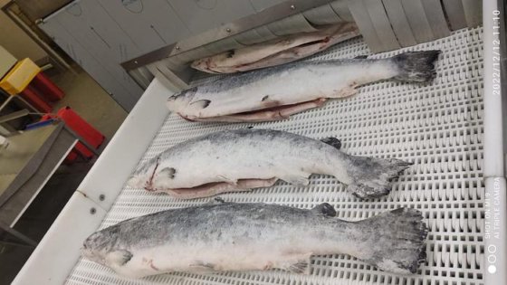 FISHTECS Thawing tunnel