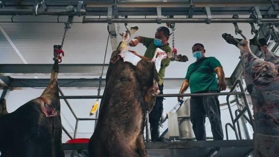 清真牛屠宰场机器 牛屠宰设备 用于牛肉屠宰场肉类加工机械的工艺输送轨道