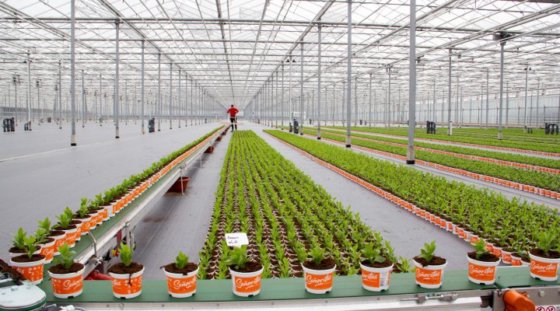 Martin Stolze EasyMax