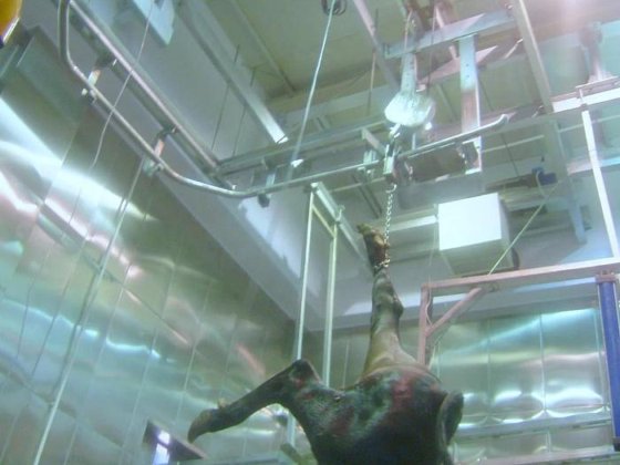 优质供应商 EME 生产的四分之一胴体垂直升降/卸载机 奶牛屠宰线 屠宰场设备