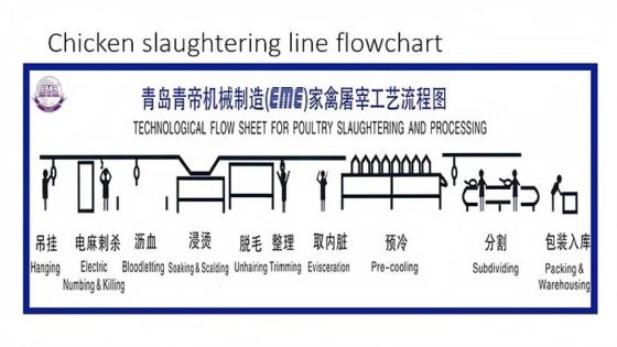 全自动家禽屠宰线 500BPH 鸡屠宰场