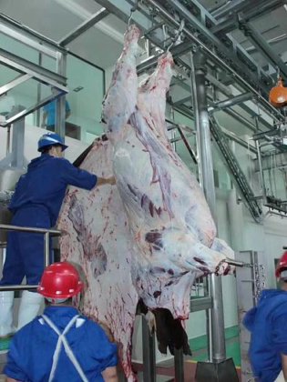 用于水牛屠宰场的清真牛屠宰场设备剥皮机