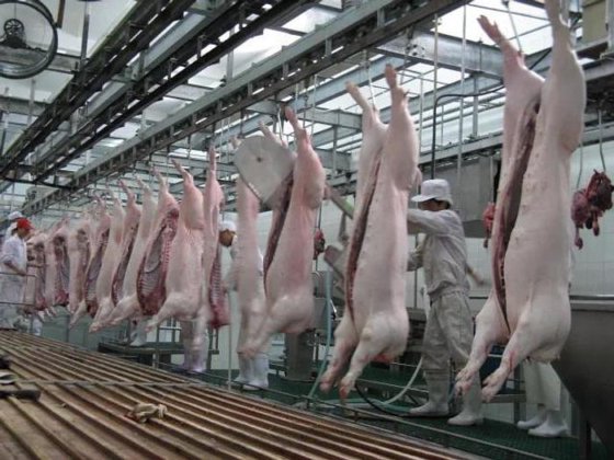 牲畜设备 猪屠宰场设备 胴体输送轨道 猪肉屠宰设备 屠宰场猪肉机