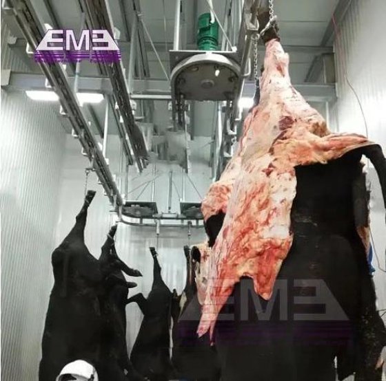 清真交钥匙解决方案屠宰场设备 牛头羊脚脱毛机用于屠宰线设备