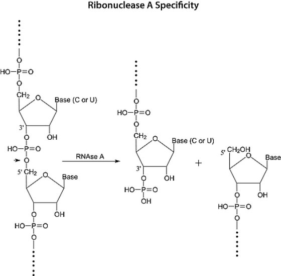 Ribonuclease A from bovine pancreas, RNase A basis (SDS-PAGE), Type III ...
