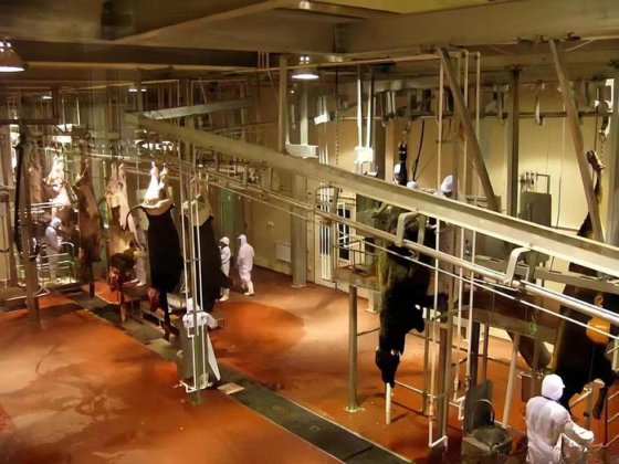 牛胴体收集格栅 屠宰设备