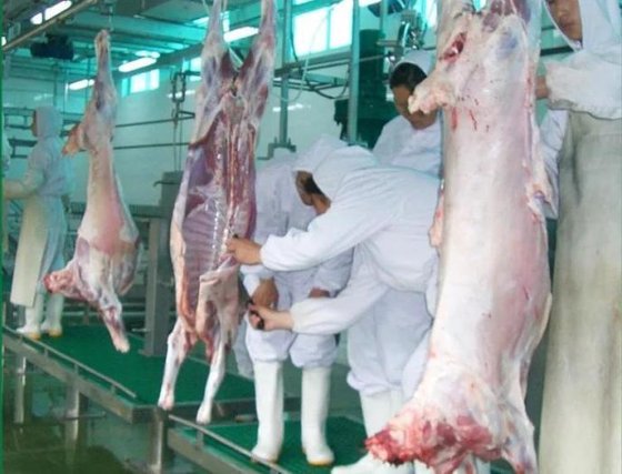 每小时 100 只羊屠宰线设备 用于屠宰厂的羊肉屠宰设备