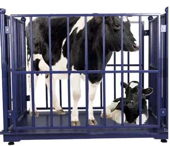 牛场设备 活牛体重秤 牛屠宰场设备 用于屠宰的设备