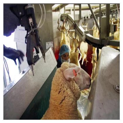 中国 EME 活羊/山羊尼龙皮带输送机 羊屠宰场屠宰设备