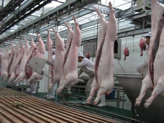 生猪屠宰场设备 屠宰场猪肉胴体 手动带式分割锯 用于生猪屠宰的机器 屠夫设备