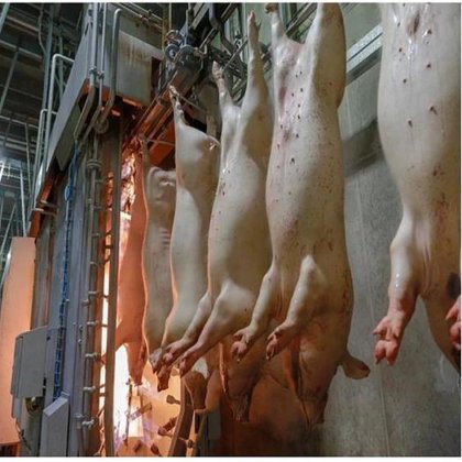 猪屠宰厂 标准猪肉加工厂 带猪肉屠宰设备的烧结炉